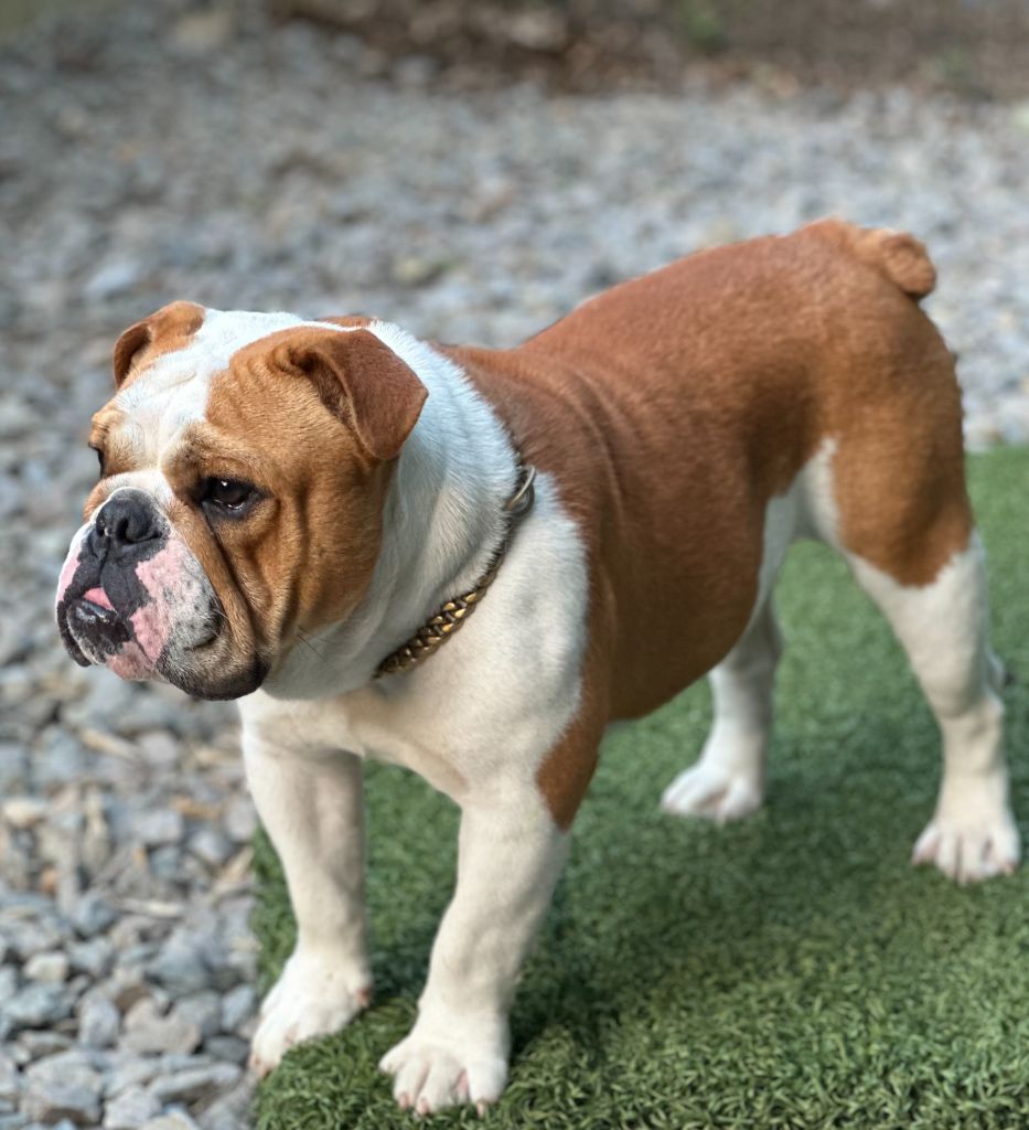 Vicomte Land van mechelaar