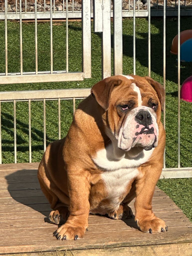 Victoire Bull's In Skate