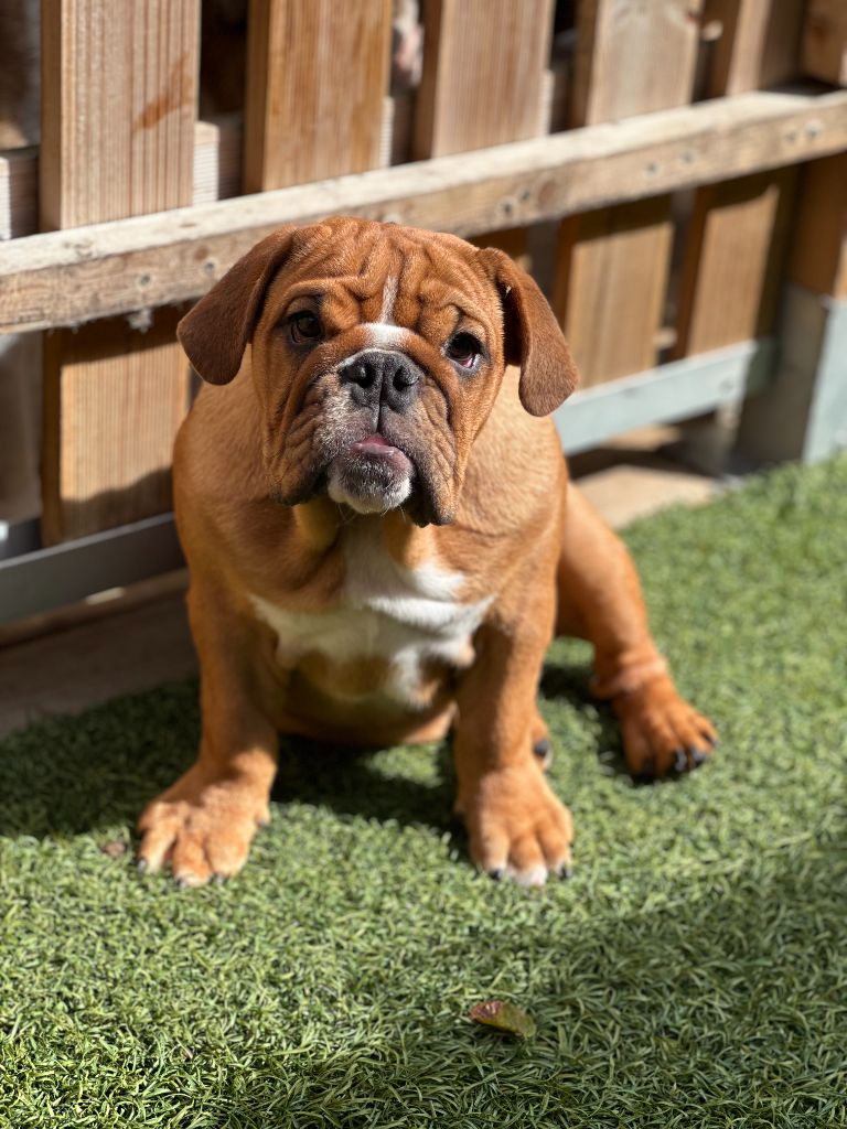 Athena Bull's In Skate