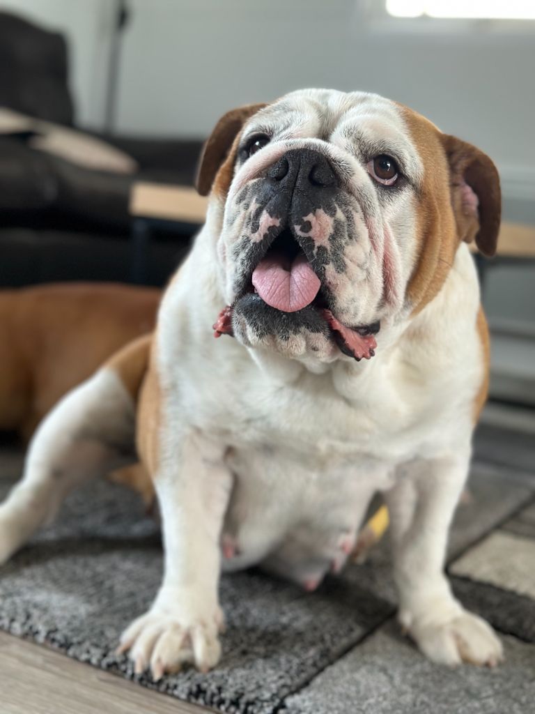 Simone secret Bull's In Skate