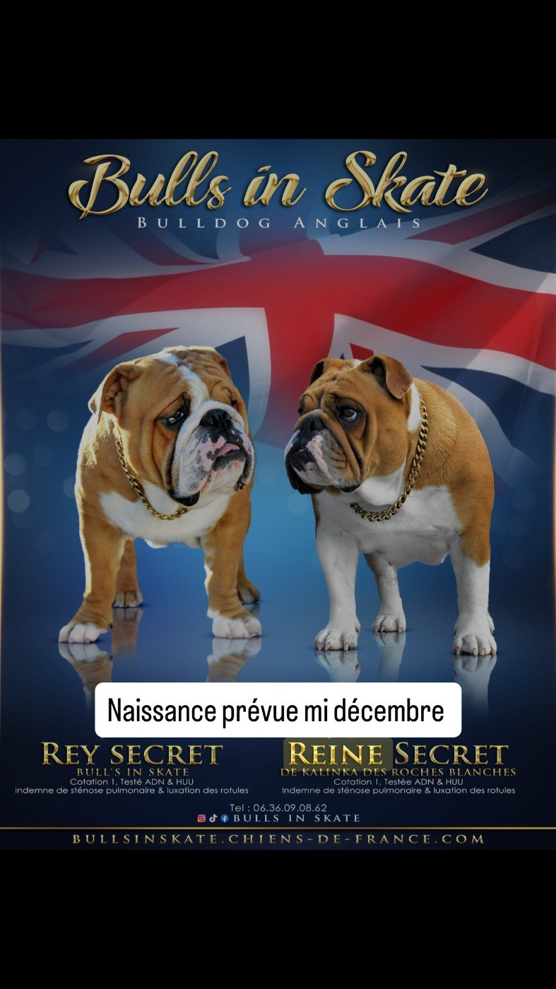 CONFIRMATION DE GESTATION REINE