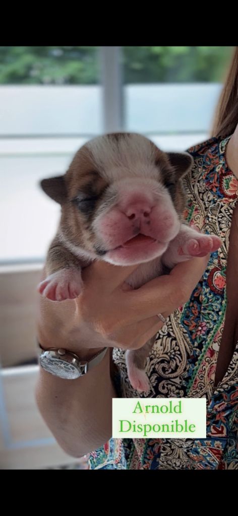 Bull's In Skate - Chiots disponibles - Bulldog Anglais