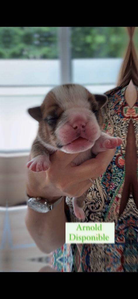 Bull's In Skate - Chiots disponibles - Bulldog Anglais
