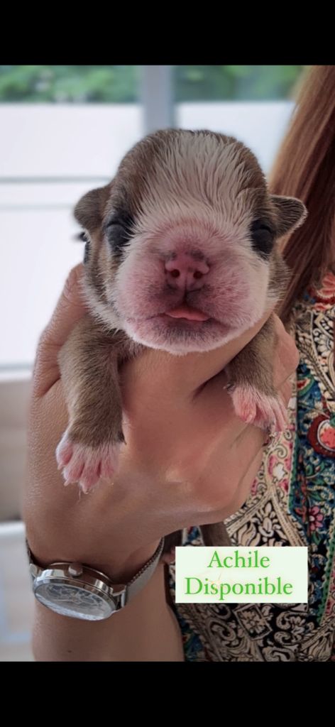 Bull's In Skate - Chiots disponibles - Bulldog Anglais